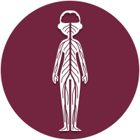 human nervous system icon